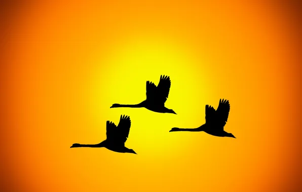 Sky, sunset, birds, sunrise, silhouettes