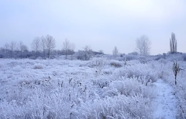 White, field, winter, cold