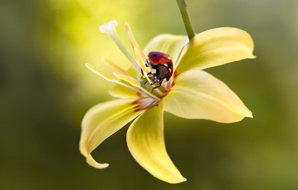 Картинка цветок, макро, желтый, божья коровка, насекомое