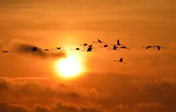 Картинка небо, закат, птицы, природа, полёт