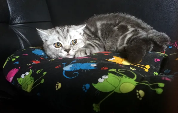 Кошка, кот, котенок, играет, британский, британец