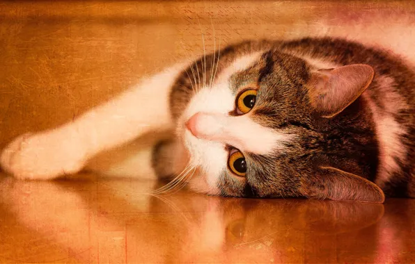 Кошка, кот, взгляд, морда, оранжевый, поза, фон, лапа