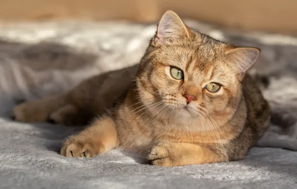 Кошка, кот, взгляд, лежит, мордашка, британская