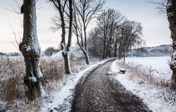 Road, trees, field, winter, snow, bench