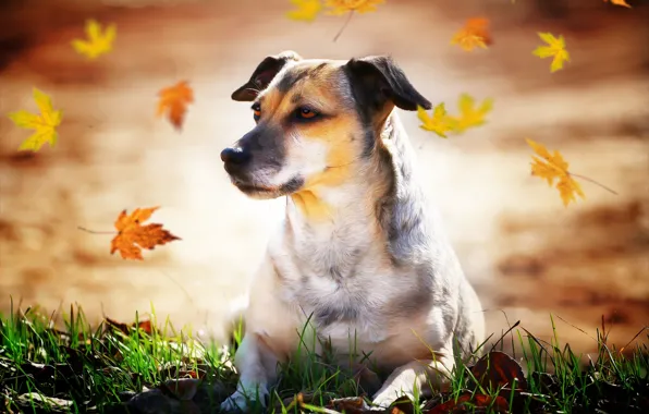 Картинка осень, листья, друг, собака