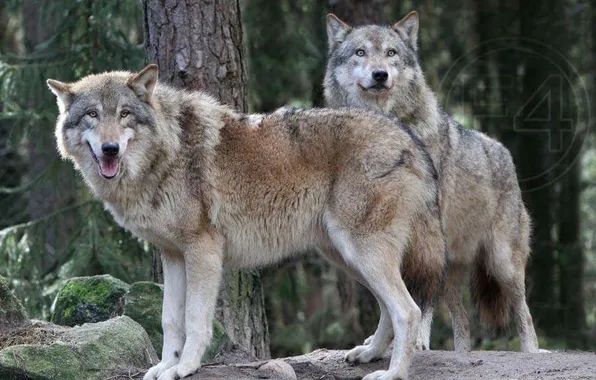 Картинка predator, animal, wolf, wildlife, wolf pack, Canis lupus., portrait., happy nature