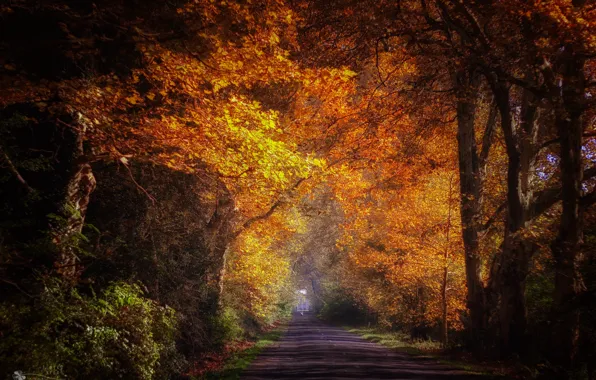 Дорога, осень, парк, аллея, Ildiko Neer