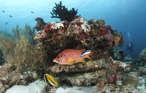 Рыба, кораллы, морское дно, голубая вода