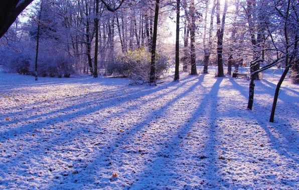 White, forest, park, winter, snow, tree, cold