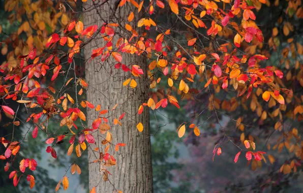 Картинка осень, листья, дерево, ствол