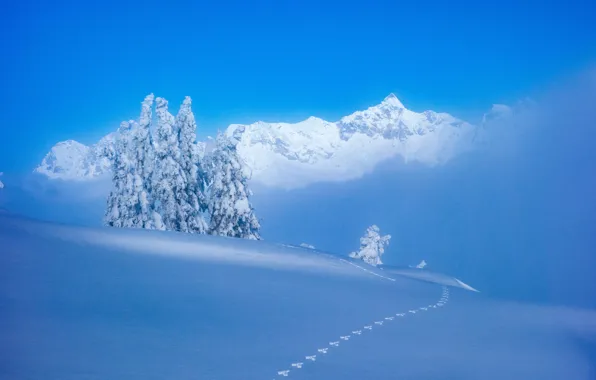 Картинка зима, снег, деревья, горы, следы, Австрия, сугробы, Austria