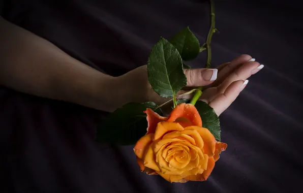 Цветок, фон, роза