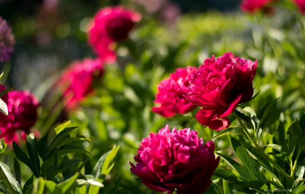 Красный, фон, весна, пионы