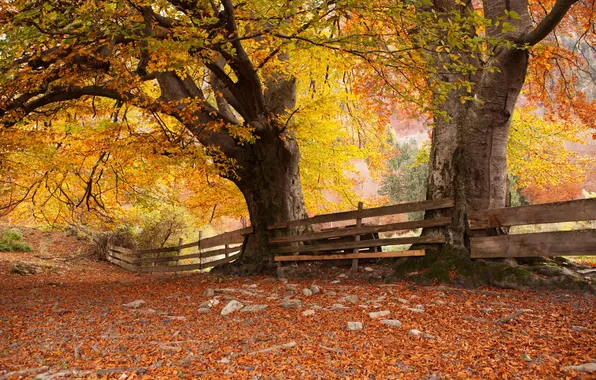 Картинка осень, деревья, природа, парк, забор