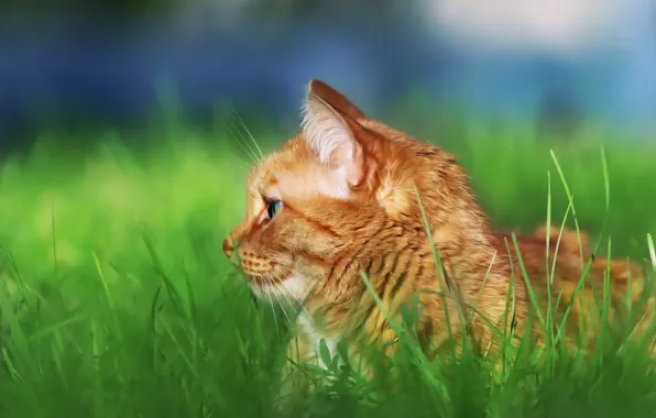 Картинка кот, взгляд, профиль, травка