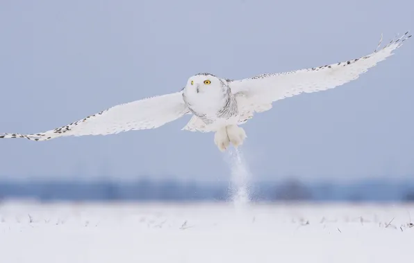 Картинка зима, снег, полет, сова, птица, белая, полярная