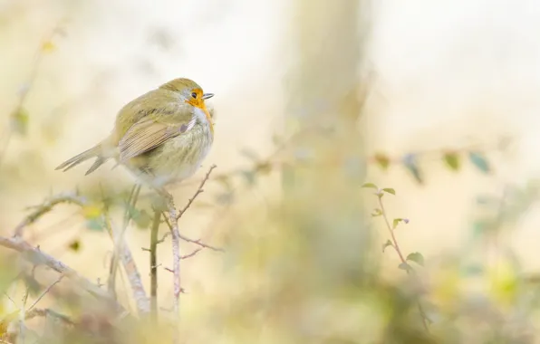 Листья, ветки, птица, растение