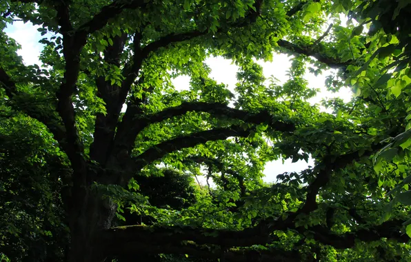 Tree, leafs, twigs