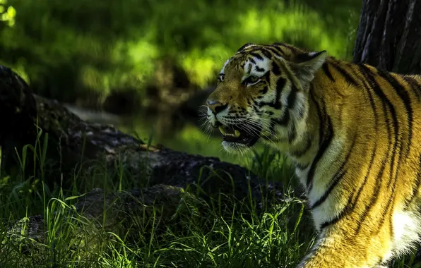 Картинка хищник, профиль, сибирский тигр