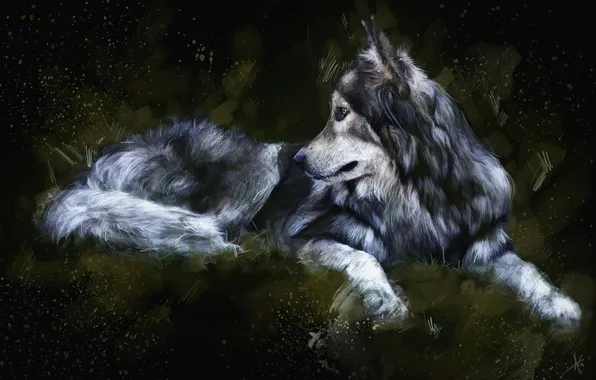 Картинка темный фон, волк, живопись