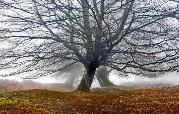 Tree, Mist, Mountain Oaks