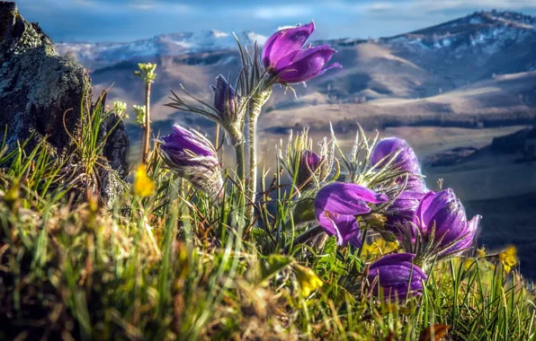 Луг, анемоны, сон трава