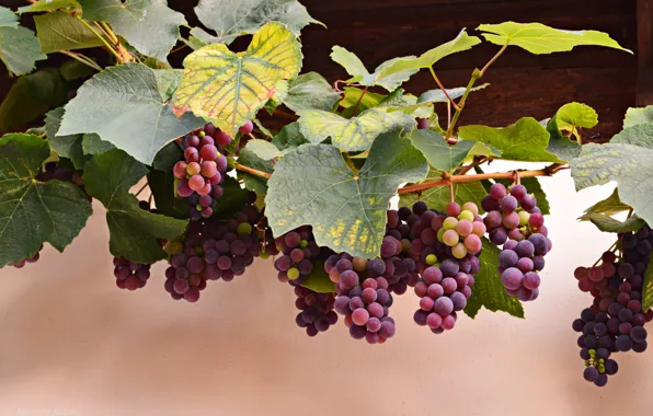 Картинка осень, листья, красный, ягоды, виноград, лоза, грозди
