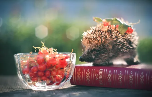 Колючки, книга, ежик, смородина