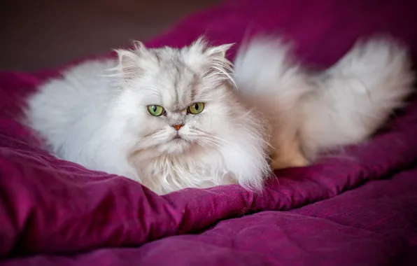 Кошка, взгляд, пушистая