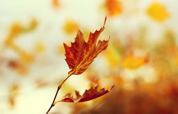 Осень, листья, природа