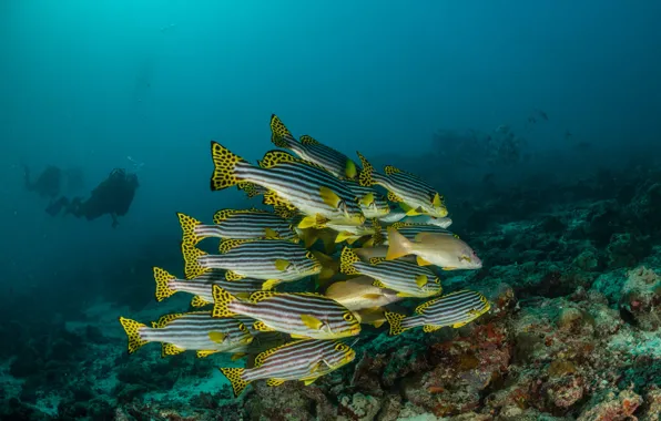 Море, рыбки, рыбы, стая, подводный мир, морское дно, аквалангисты, косяк рыб