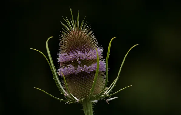 Flower, purple, thistle, purple lines