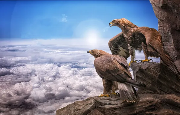 Картинка rock, birds, eagles