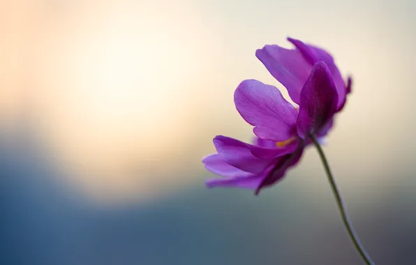 Картинка цветок, фиолетовый, нежный, лепестки, стебель, flower, blue, боке