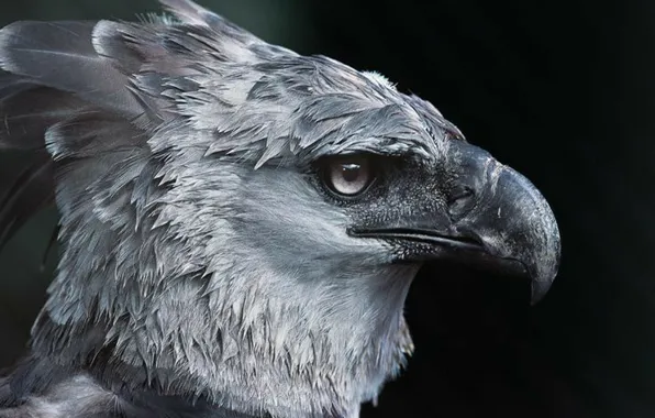 Картинка bird, eagle, harpy, monkey killer
