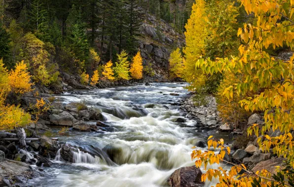 Осень, деревья, река, Washington State, Штат Вашингтон, Wenatchee National Forest, Icicle Creek