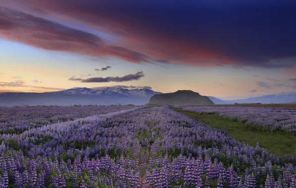 Картинка небо, облака, закат, цветы, горы, вечер, Исландия, сиреневые