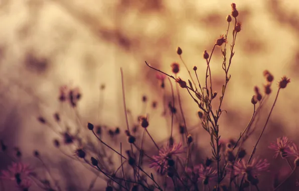 Макро, Цветы, Цветок, Растение, Растения, Color, Flora, Plants