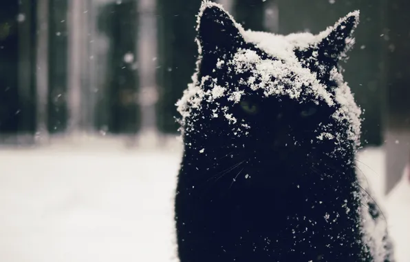 Глаза, кот, взгляд, снег, фон, котэ, угрюмый