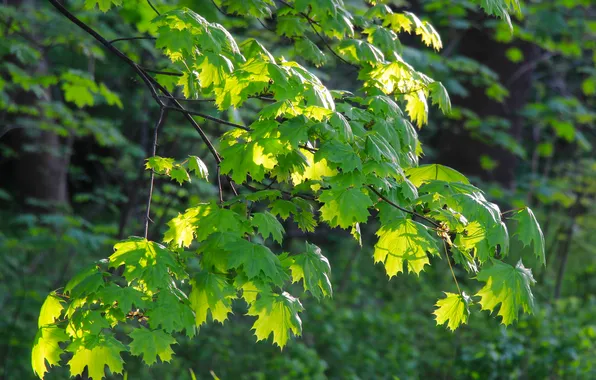 Leafs, spring, twig