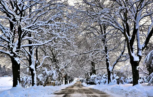 Картинка зима, дорога, снег, деревья