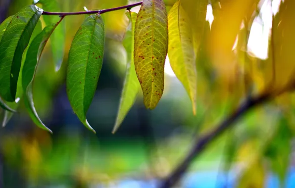 Картинка зелень, осень, лес, листья, макро, желтый, природа, зеленый