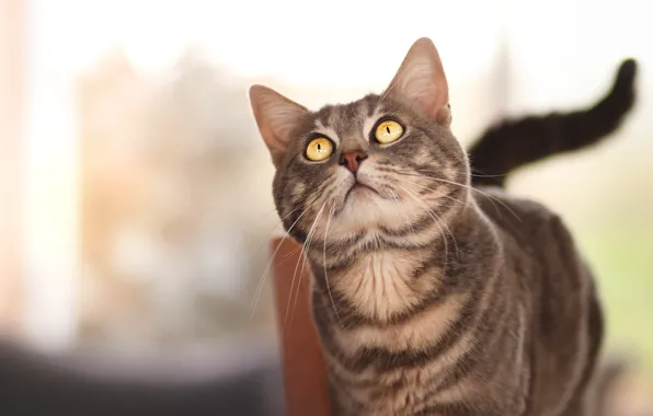Кошка, кот, взгляд, морда, серый, хвост, светлый фон, полосатый