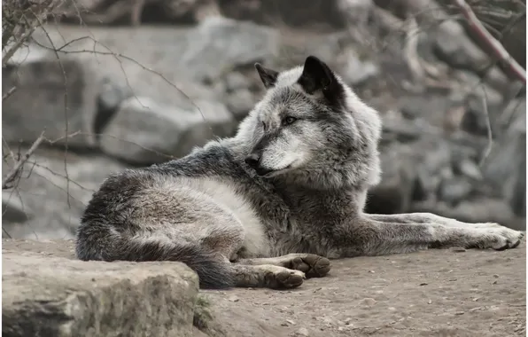 Nature, snow, predator, face, animal, wolf, wolves, wildlife