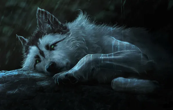 Nature, face, animal, wolf, wildlife, head, fur, mammal