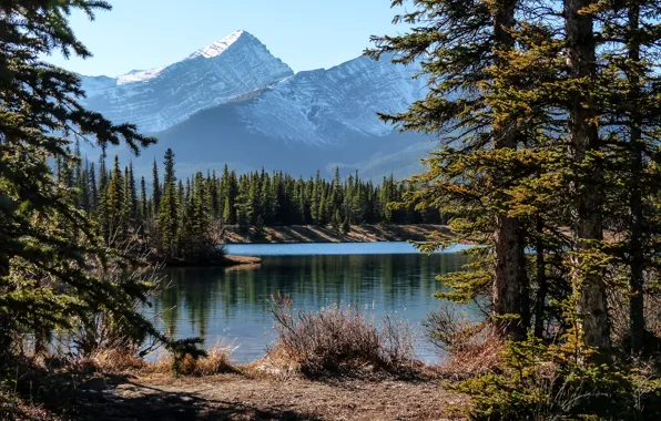 Лес, небо, деревья, горы, озеро