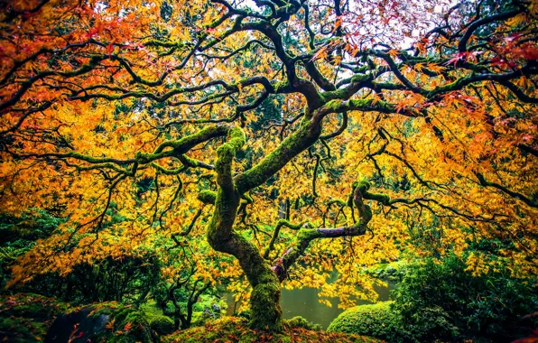 Осень, парк, дерево, Орегон, Портленд, клён, Oregon, Portland