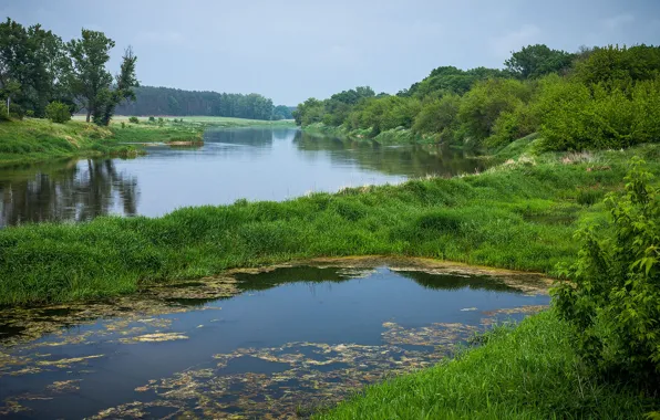 Трава, вода, пейзаж, природа