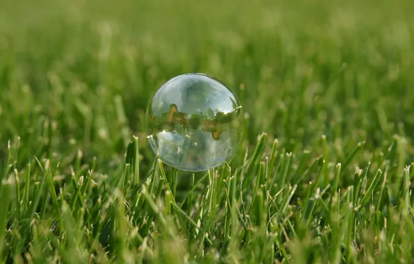 Grass, Green, Bubble
