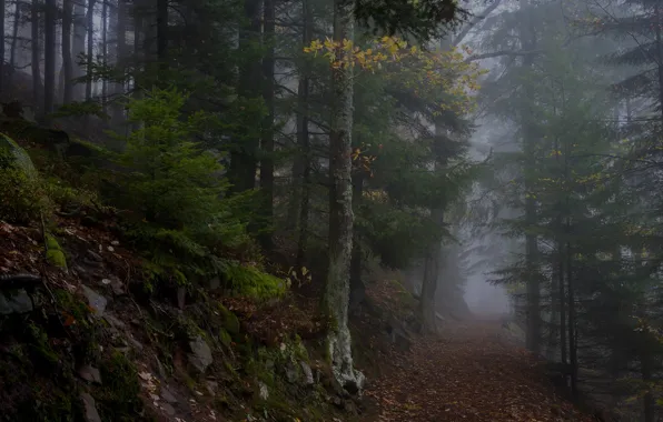 Осень, лес, деревья, природа, туман, Франция, тропинка, France
